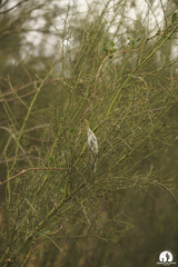 Polystemma cordifolium