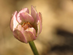 Anemone tuberosa