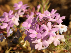 Glandularia pubera