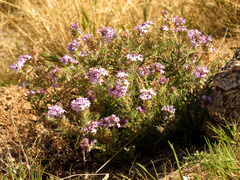 Glandularia pubera