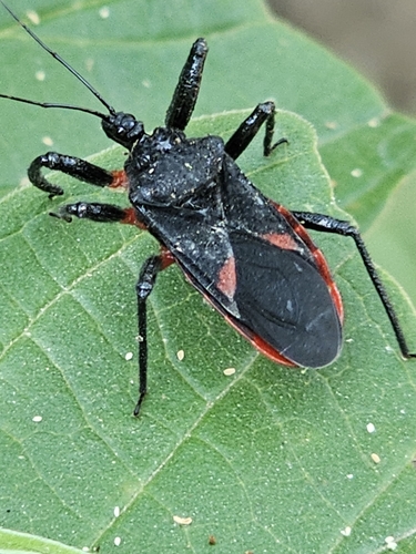 Micrauchenus lineola