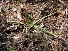 Eryngium longifolium