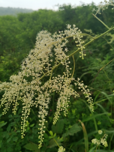 Image of Actaea dahurica by (c) Elena_Sherehora, some rights reserved (CC BY)