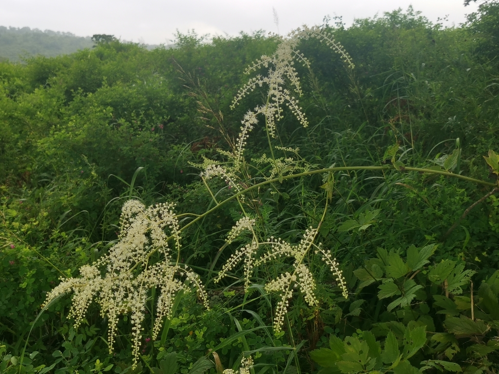 Actaea dahurica; photograph (c) Elena_Sherehora, some rights reserved (CC BY)