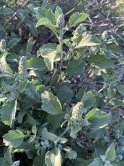 Ambrosia chenopodiifolia