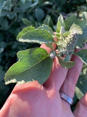 Ambrosia chenopodiifolia