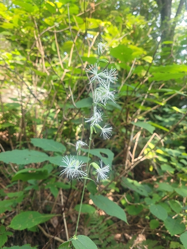 Image of Silene ovata by no rights reserved