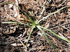 Eryngium longifolium