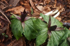 Trillium kurabayashii