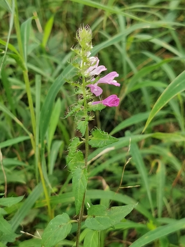 Image of Melampyrum roseum by (c) Elena_Sherehora, some rights reserved (CC BY)