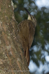 Xiphocolaptes albicollis