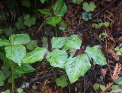 Trillium kurabayashii