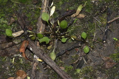 Gentianella grisebachii