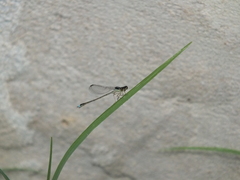 Argentagrion ambiguum