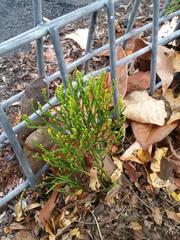 Psilotum nudum