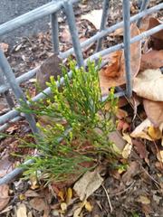Psilotum nudum