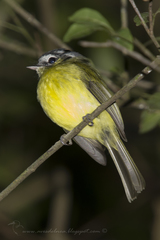 Pogonotriccus eximius