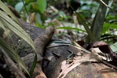 Copeoglossum nigropunctatum