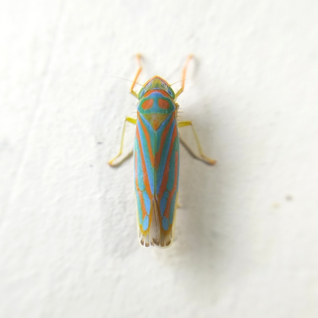 Ferrariana submarginalis