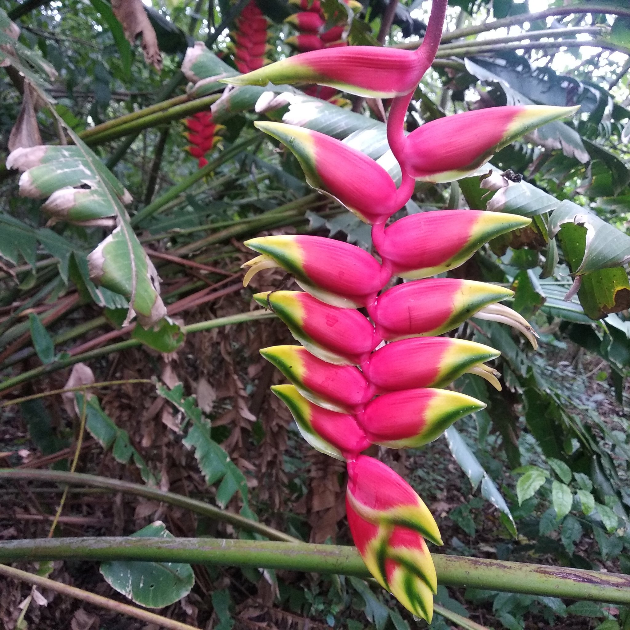 Heliconia rostrata image