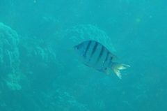 Abudefduf abdominalis