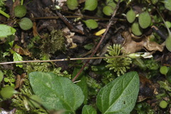 Gentianella grisebachii