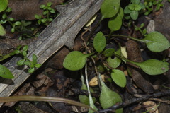 Gentianella grisebachii