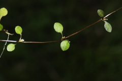 Gentianella grisebachii