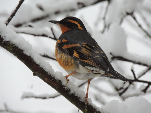 Varied Thrush