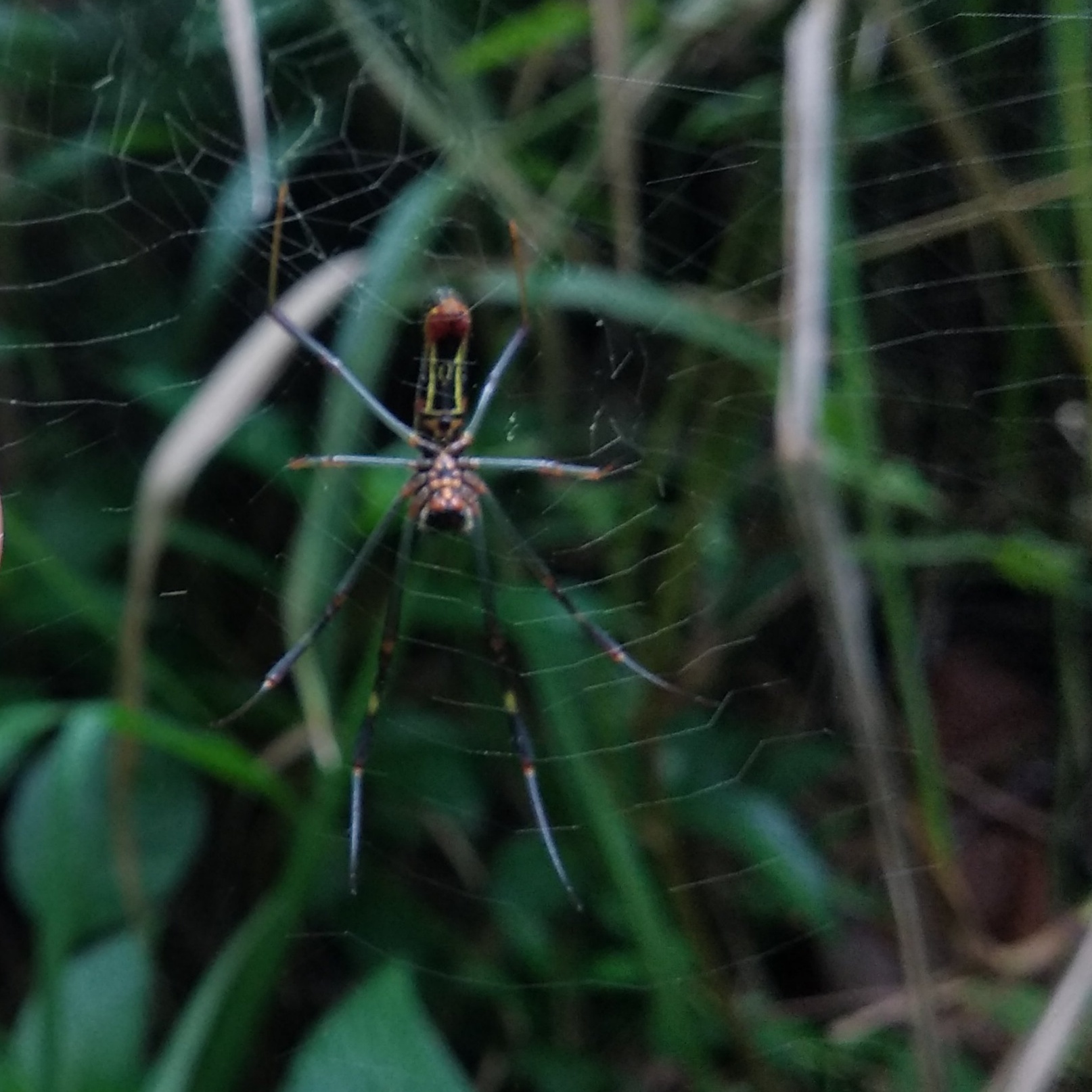 Trichonephila clavipes image