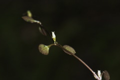 Gentianella grisebachii