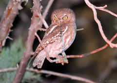 Micrathene whitneyi