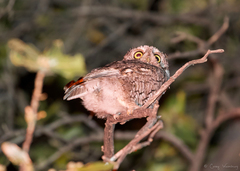 Megascops trichopsis