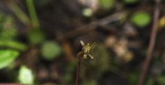 Gentianella grisebachii
