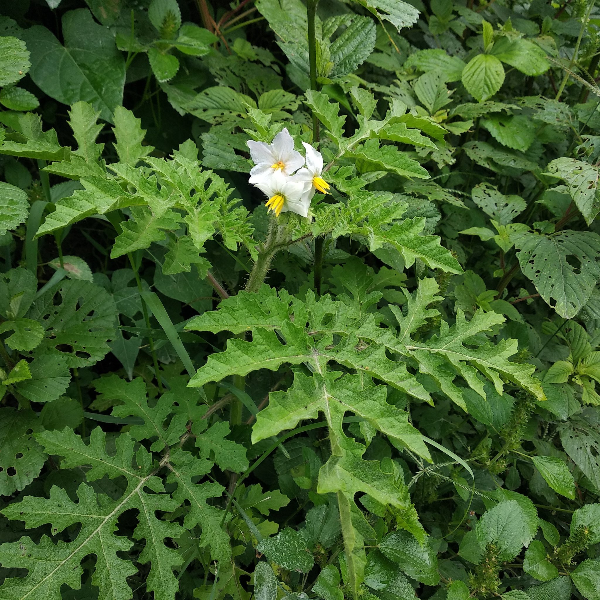 Solanum sisymbriifolium image