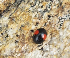 Brachiacantha subfasciata