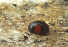 Brachiacantha subfasciata