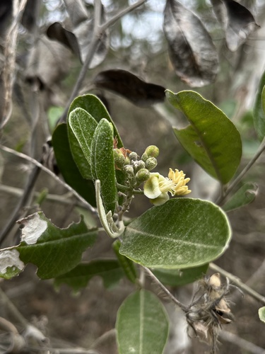 Beautempsia avicenniifolia (Beautempsia avicenniifolia)