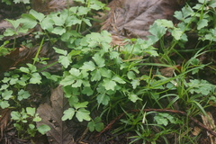 Cardamine angulata