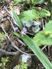 Hemipilia graminifolia, photograph Mason Brock, CC0, iNaturalist via GBIF