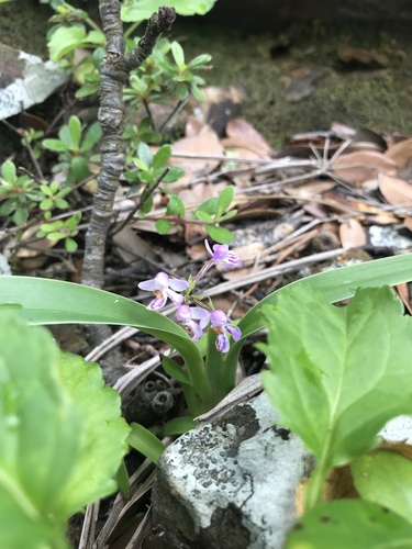 Ponerorchis graminifolia iNat (1)