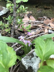 Mason Brock, CC0, iNaturalist via GBIF Hemipilia graminifolia, photograph Mason Brock, CC0, iNaturalist via GBIF