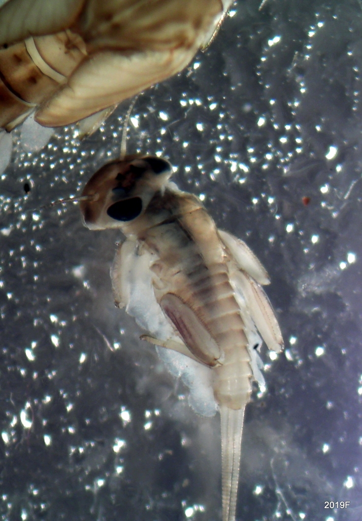 Epeorus albertae
