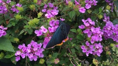 Chalypyge chalybea chalybea