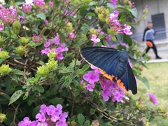 Chalypyge chalybea chalybea