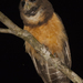 Tawny-browed Owl - Photo (c) marcelo_allende, some rights reserved (CC BY-NC)