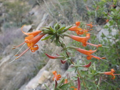 Anisacanthus thurberi