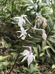 Calanthe arisanensis