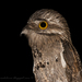 Common Potoo - Photo (c) marcelo_allende, some rights reserved (CC BY-NC), uploaded by marcelo_allende