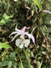 Calanthe arisanensis